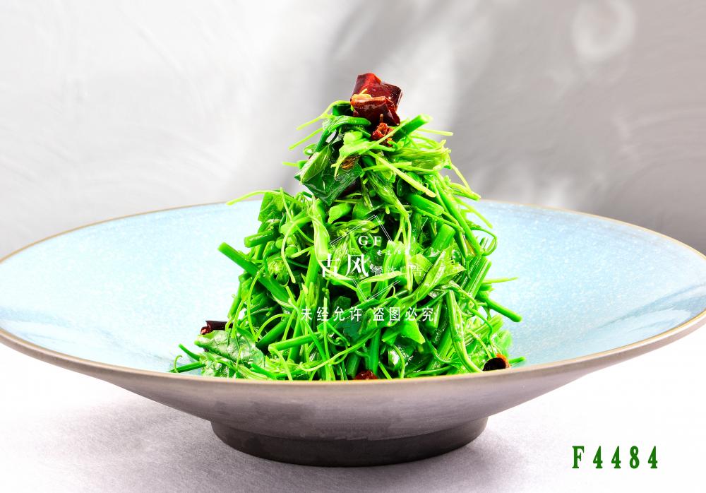 F4484炝拌辣木苗  炝拌丝瓜苗