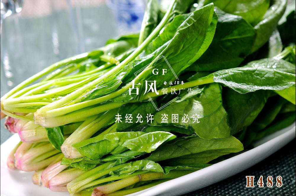 H488菠菜