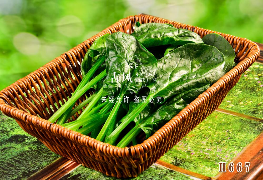H667菠菜