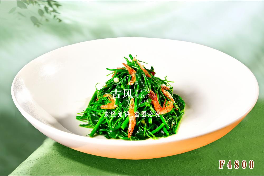 F4800炝拌辣木苗  炝拌丝瓜苗