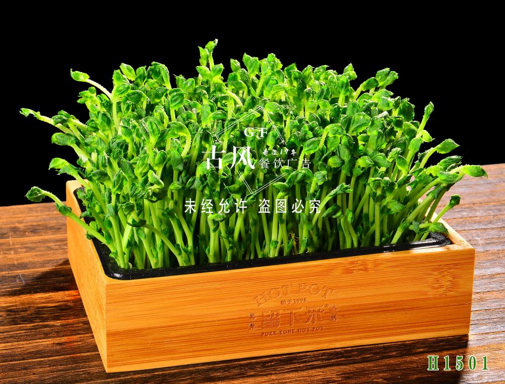 H1501豆苗