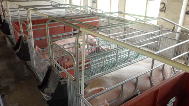 Pig farm shooting