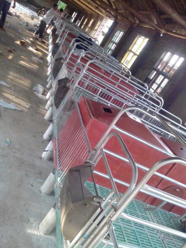 猪场产床实拍