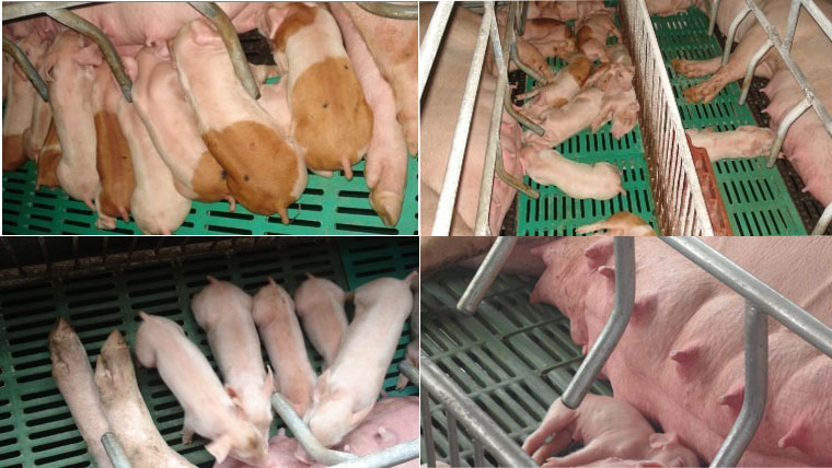 Compound leaky seam plate does not injure piglets