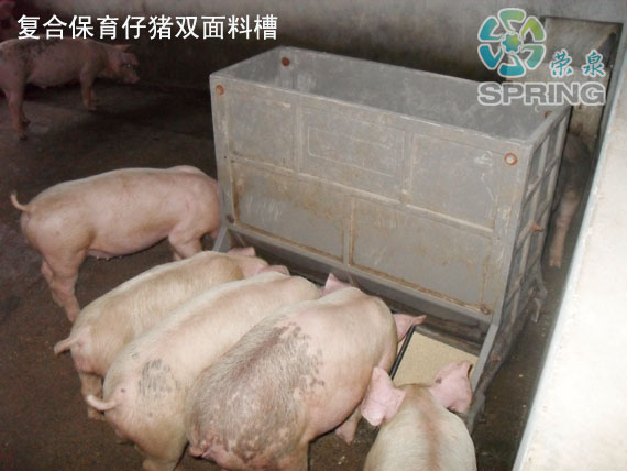 保育猪吃食