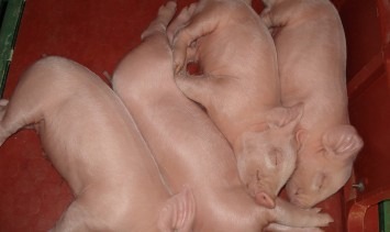 The piglet in the incubator sleeps soundly