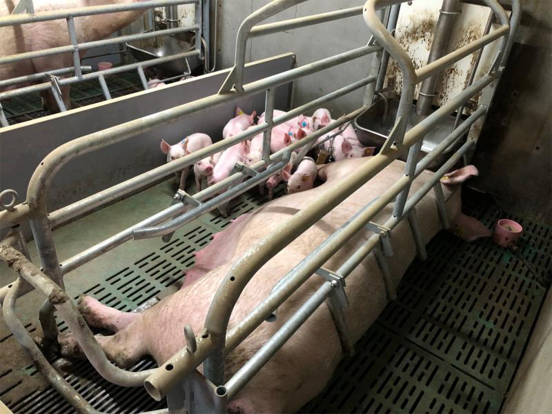 Farrowing Crates in Europe