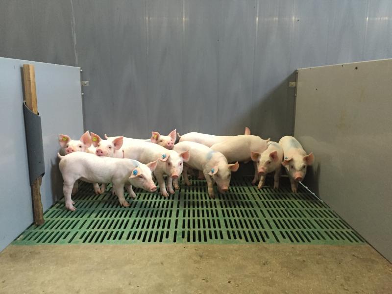 Farrowing Crates in Europe