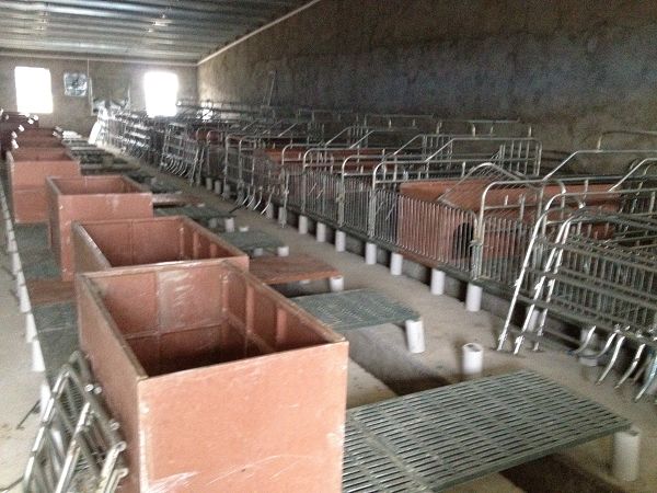 Chinese Pig Farm Up To Ten Years(Installing Site)
