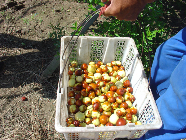 岱山大白枣引种成功