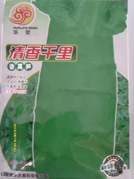 清香千里莴笋