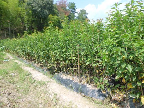 樱花-嵊州市家园苗木